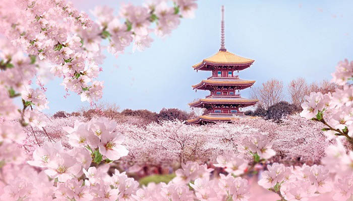 南京哪里可以看樱花