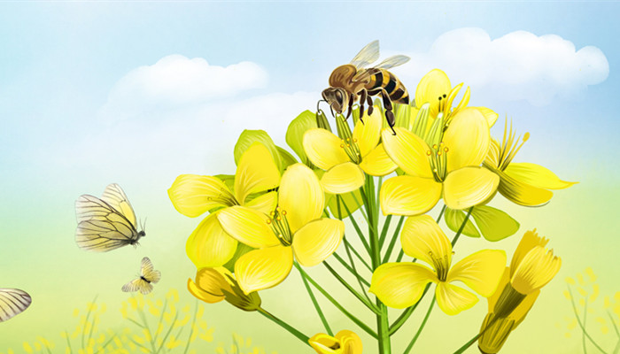 制造蜂蜡的是哪种蜜蜂 蜂蜡是什么蜜蜂制作的