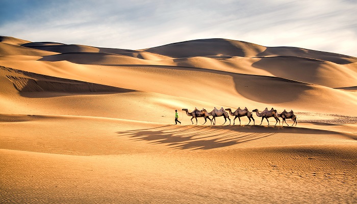 骆驼的驼峰是储存什么的 骆驼的驼峰是干嘛的