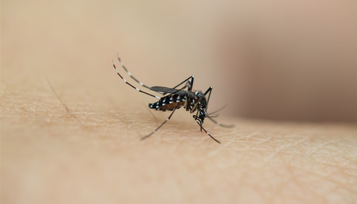 什么血型最招蚊子 什么血型比较招蚊子