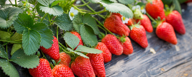 草莓的花是什么颜色 草莓的花有哪些颜色