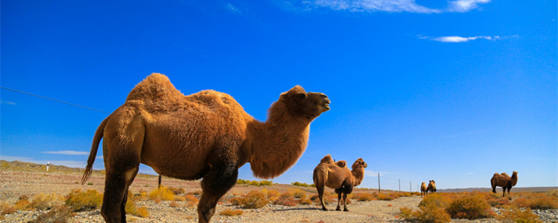 骆驼驼峰储存的是什么 骆驼驼峰里是什么东西
