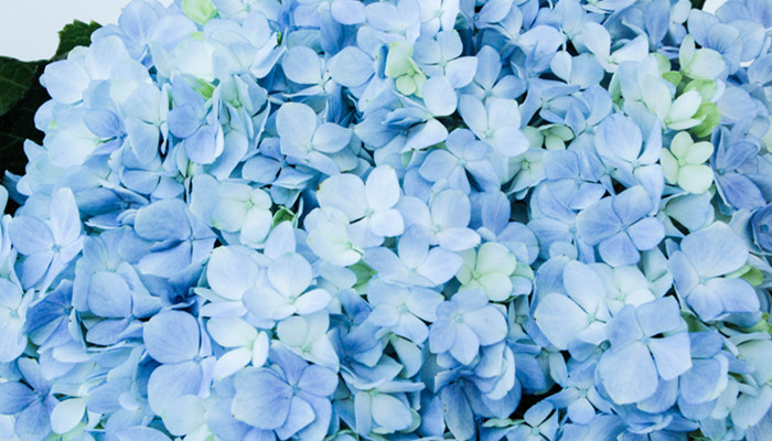 蓝桉的花语是什么 蓝桉是什么花