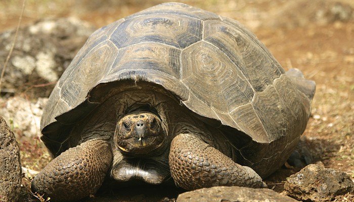 世界上体型最大的乌龟 世界上体型最大的乌龟是什么