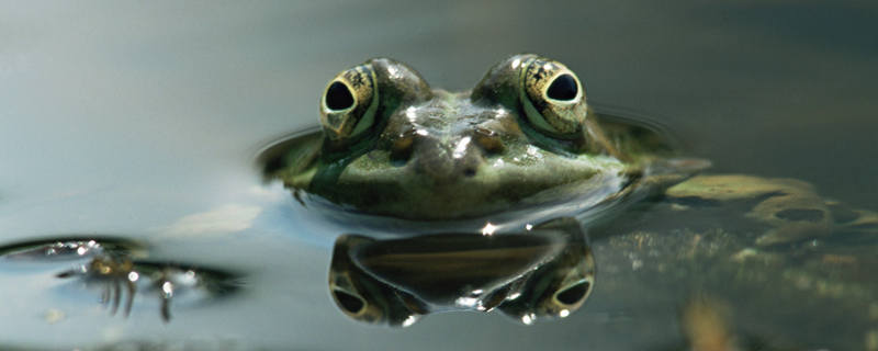 石蛙是几级保护动物图片