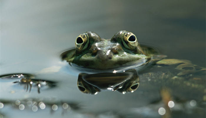 牛蛙和青蛙的区别 青蛙和牛蛙有什么区别
