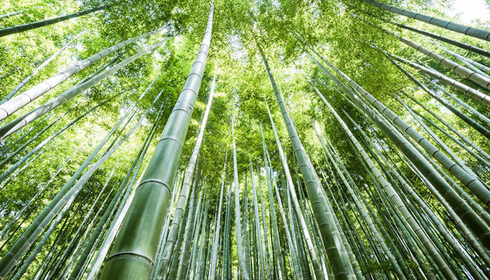 竹子的寓意 竹子的寓意和象征