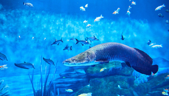 红龙鱼怎么养 红龙鱼的正确饲养方法