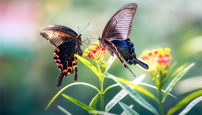 蝴蝶效应是什么意思 蝴蝶效应是什么意思通俗一点
