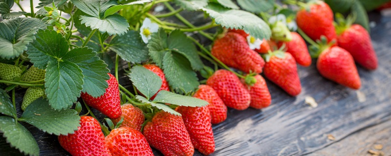 吃草莓的幽默说说 吃草莓的幽默说说有哪些 