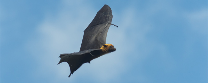 蝙蝠的耳朵特点和用途 蝙蝠的耳朵特点是什么