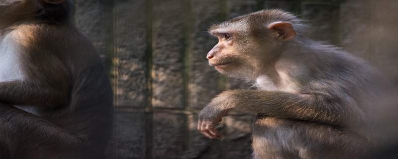 猴子是国家几级保护动物 猴子是国家多少级保护动物