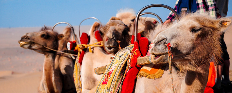 骆驼的寓意及象征 骆驼的象征是什么