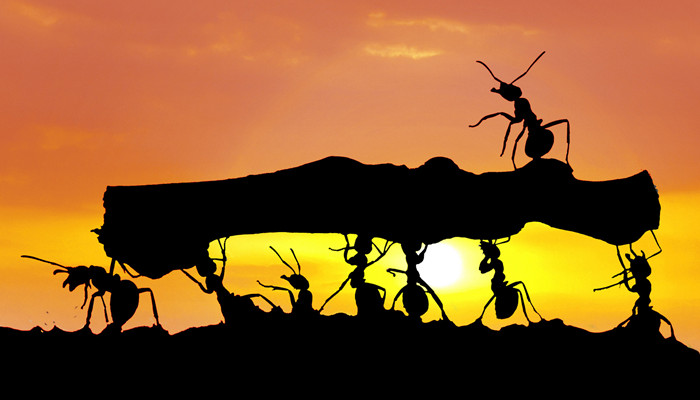 蚂蚁的天敌是什么 蚂蚁的天敌是什么动物