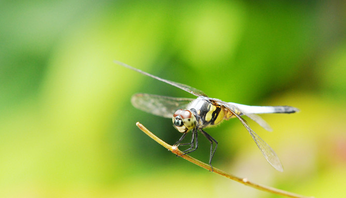 蜻蜓的特点和习性 蜻蜓的特征和特点
