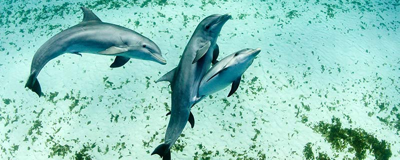 海豚是保护动物吗 海豚是不是保护动物