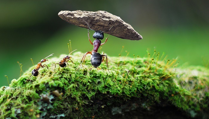 蚂蚁是动物还是昆虫 蚂蚁是昆虫吗 