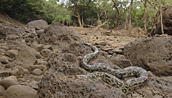 水蚺和蟒蛇的区别 水蚺和蟒蛇的区别是什么