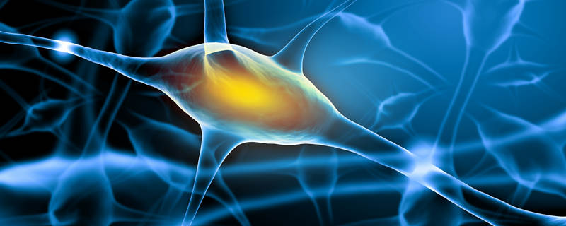 反射弧是什么意思人的反射弧是什么意思