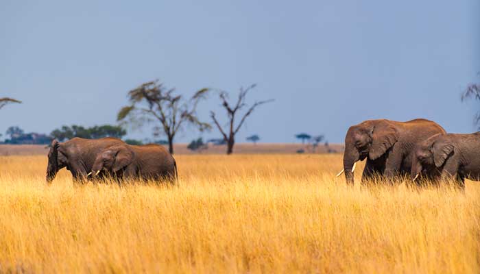非洲象和非洲森林象则广泛分布于整个撒哈拉以
