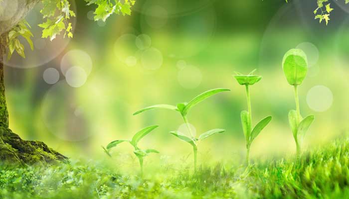 水生植物有哪些分类水生植物分哪几类