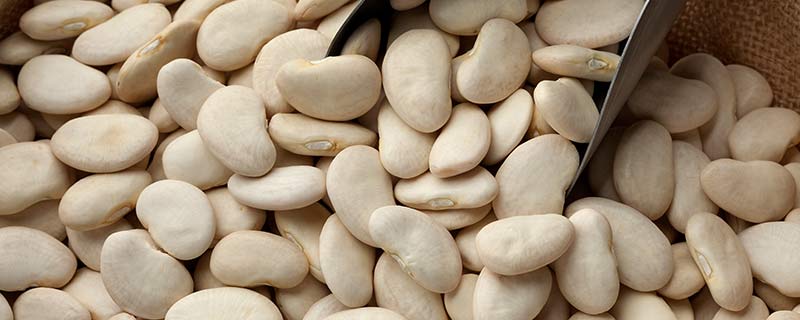 lima beans是什么豆 lima beans是哪种豆类
