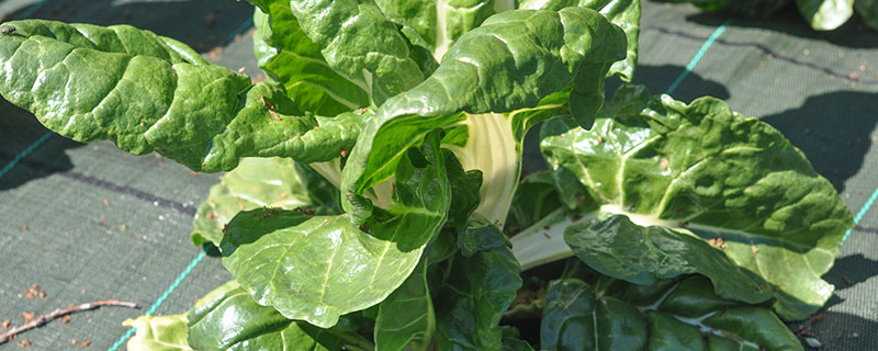 猪乸菜是什么菜猪乸菜是什么