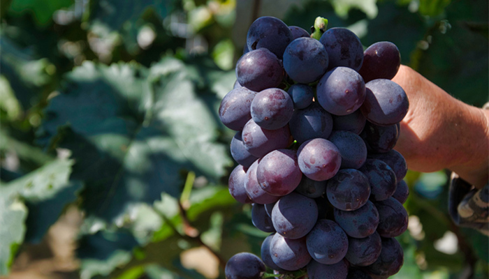 葡萄季节成熟月份 葡萄几月份熟了