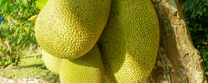 菠萝蜜的营养价值有哪些  菠萝蜜是热带水果吗