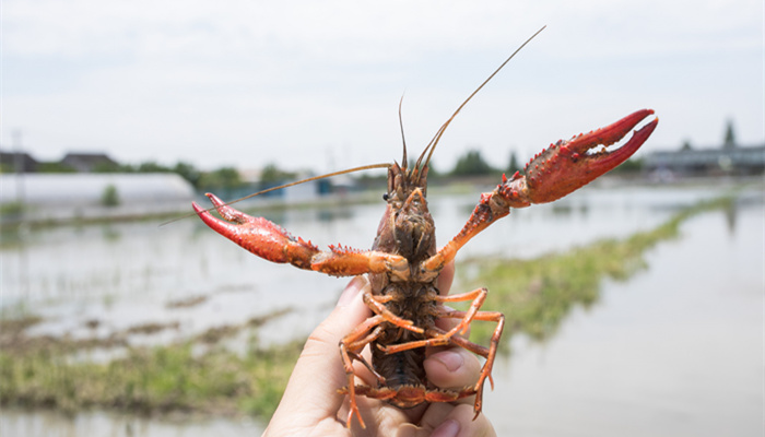 江苏小龙虾几月最肥 小龙虾最肥的季节是几月