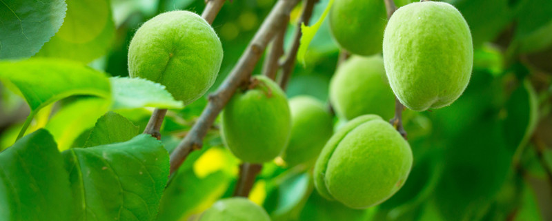 梅子金黄杏子肥的下一句是什么
