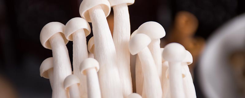 白色长杆小头是什么蘑菇 白色长杆小头的蘑菇叫什么名字
