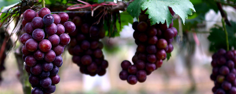 自己酿的葡萄酒可以放多久 自己酿的葡萄酒能放多长时间