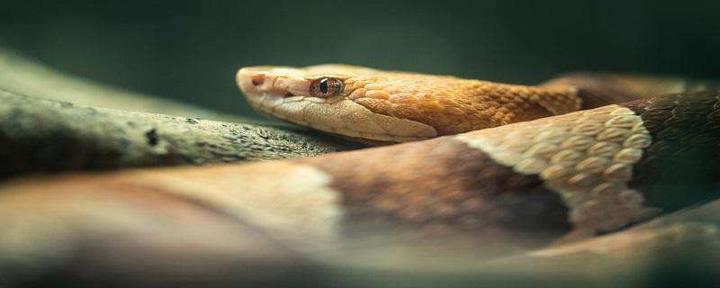 蛇1.jpg