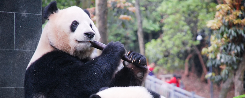 熊猫吃肉么 大熊猫吃不吃肉