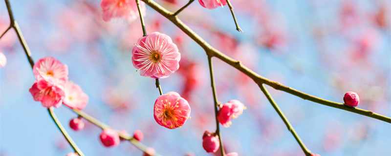 梅花三弄的三弄指什麼梅花三弄的三弄指什麼意思