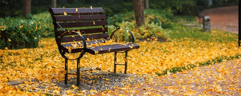 秋天树叶为什么会飘落 为什么秋天的时候叶子会落下来