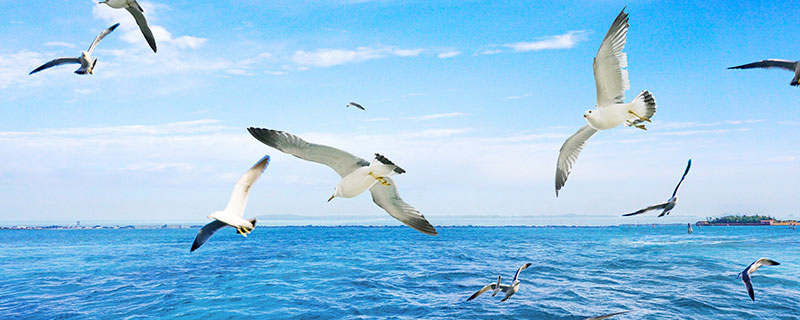 海上清洁工的海鸟是什么鸟 素有海上清洁工绰号的海鸟是
