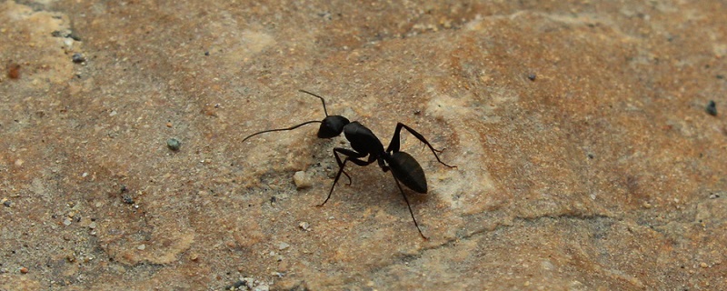 蚂蚁1.jpg