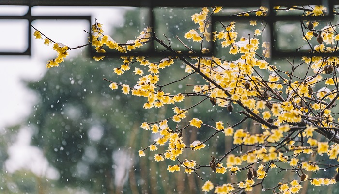 梅花香自苦寒来的上一句是什么梅花香自苦寒来的意思 天气加