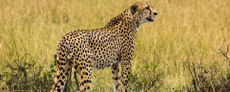 豹子的种类豹子吃什么食物