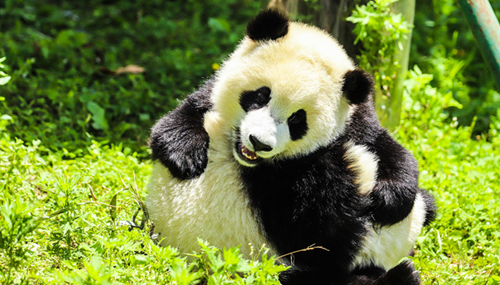 熊猫12.jpg