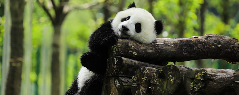 熊猫1.jpg