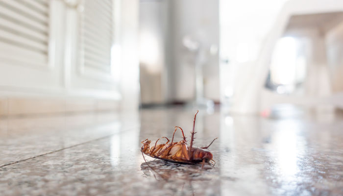 蟑螂怕什么 蟑螂怎样才能最有效灭除干净