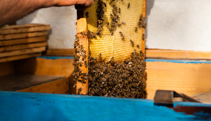 蜂胶是哪种东西 蜂胶的鉴别方法是什么