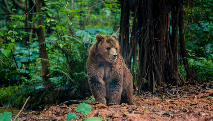 熊的天敌有哪些在野外能威胁到熊的动物只有寥寥数种,其中,最主要的