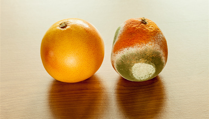 橘子发霉7.jpg