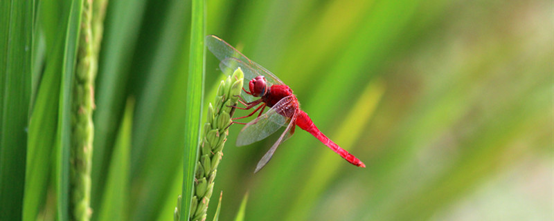 蜻蜓1.jpg