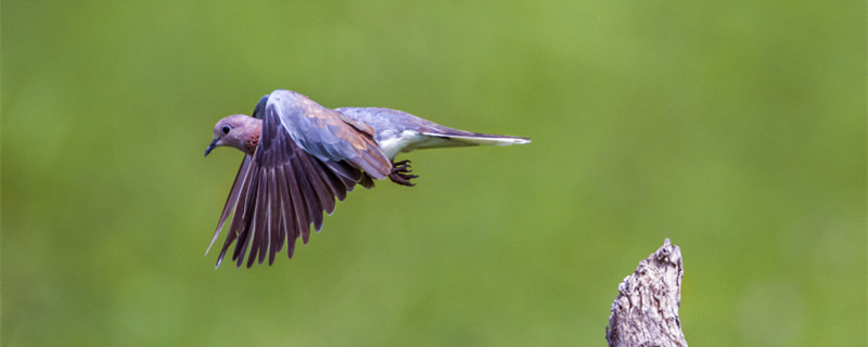 摄图网_303603600_非洲南部的kruge公园中的棕斑鸠(企业商用)_副本.