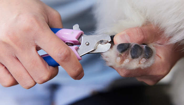 狗剪指甲7.jpg